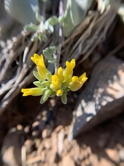 Physaria kingii