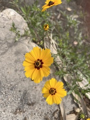 Coreopsis basalis