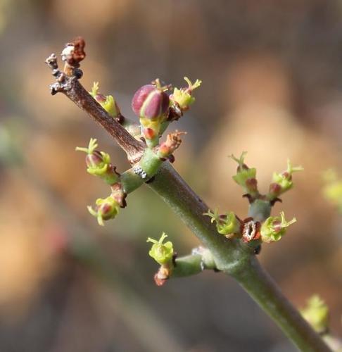 Euphorbia tenax Burch.