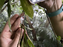 Okiscarta uchidae