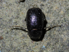 Diplotaxini