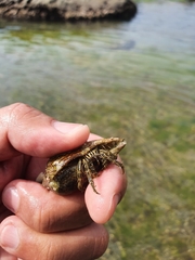 Clibanarius eurysternus