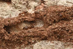 Lasius hayashi