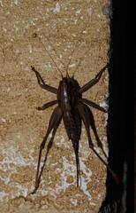 Alfredectes semiaeneus