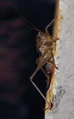 Alfredectes semiaeneus