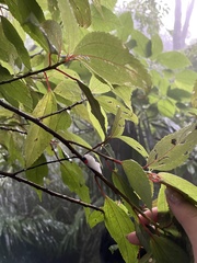 Okiscarta uchidae