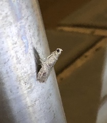 Indomyrlaea ferreotincta