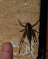 Alfredectes semiaeneus