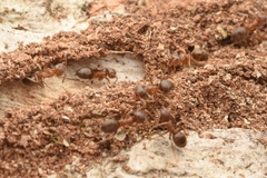 Lasius hayashi