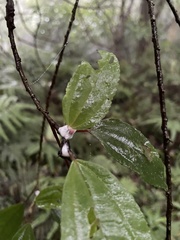 Okiscarta uchidae