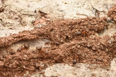 Lasius hayashi