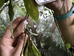 Okiscarta uchidae