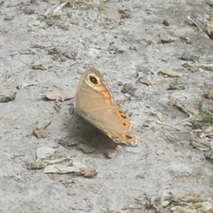 Lasiommata schakra