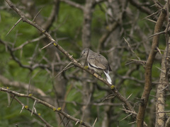 Columbina picui