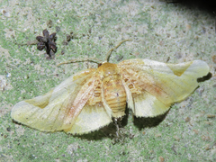 Pyrinioides sinuosus