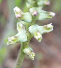 Lachenalia perryae