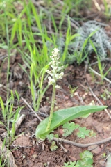Lachenalia perryae