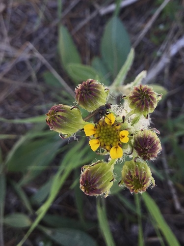 iNaturalist observation photo of Flies