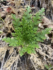 Selaginella lepidophylla