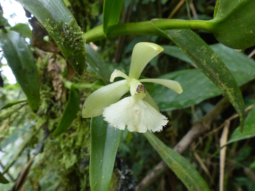 Epidendrum odontochilum Hágsater 3