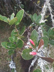 Thibaudia macrocalyx