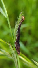 Lepidoptera