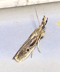 Pseudodavara haemaphoralis