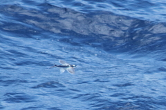 Cheilopogon