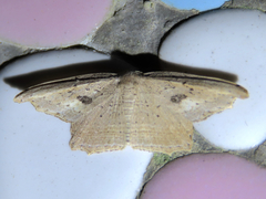 Phalacra