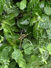 Argiope aemula