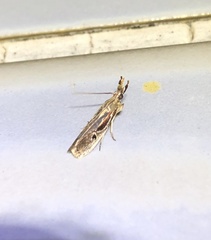 Pseudodavara haemaphoralis