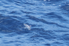 Cheilopogon