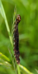Lepidoptera