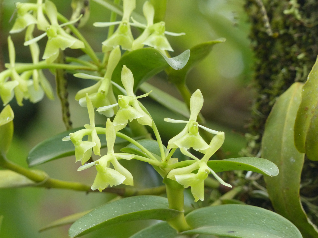 Epidendrum lagenocolumna Hágsater & L.Sánchez 3
