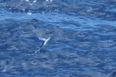 Cheilopogon