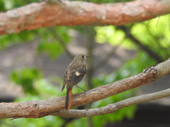 Phoenicurus auroreus