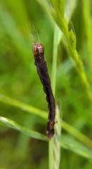 Lepidoptera