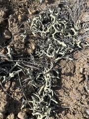 Xanthoparmelia chlorochroa