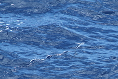 Cheilopogon