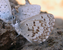 Celastrina asheri