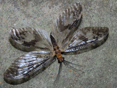 Neochauliodes