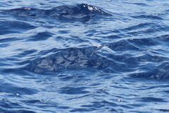 Cheilopogon