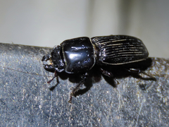Figulus binodulus