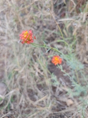 Lasiosiphon rubescens