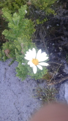 Arctotis aspera aspera