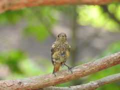 Phoenicurus auroreus