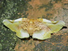 Pyrinioides sinuosus