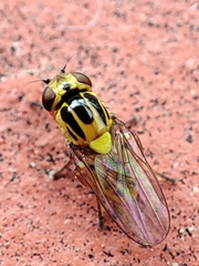 Thaumatomyia