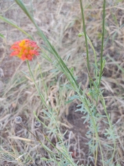 Lasiosiphon rubescens