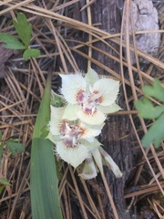 Calochortus westonii